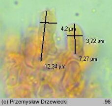 Amyloxenasma allantosporum (żylaczka serdelkowozarodnikowa)