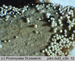 Bulbilomyces farinosus (bulwkowiec mączysty)