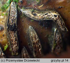 Colpoma quercinum (poprzecznik dębowy)
