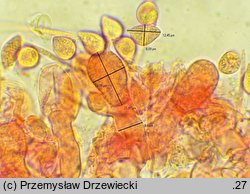 Rhizoctonia fusispora (strzÄ™pniczek wrzecionowatozarodnikowy)
