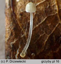 Mycena mucor (grzybówka pofałdowana)