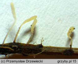 Typhula subvariabilis (pałecznica nalistna)