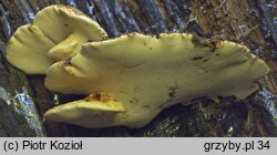 Fomitopsis pulvina (porojęzyk dębowy)