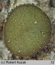 Ascobolus viridis