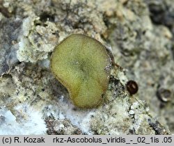 Ascobolus viridis
