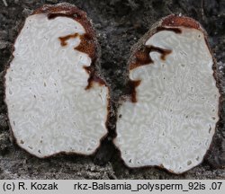 Balsamia polysperma (balsamka wielozarodnikowa)