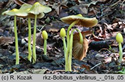 Bolbitius titubans (gnojanka żółtawa)