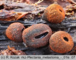 Plectania melastoma (kustrzebeczka czarna)