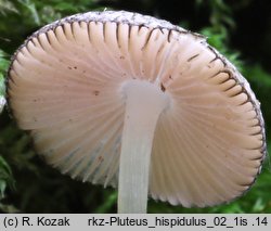 Pluteus hispidulus (drobnołuszczak kosmaty)