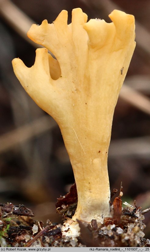 Phaeoclavulina roellinii
