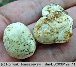 Russula mattiroloana (liściogrzyb brązowiejący)