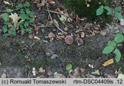 Russula carpini (goÅ‚Ä…bek grabowy)
