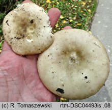 Russula cuprea (gołąbek miedziany)