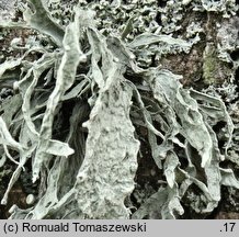 Ramalina fraxinea (odnożyca jesionowa)