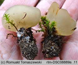 Sowerbyella radiculata
