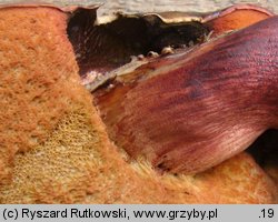 Suillellus queletii (modroborowik gładkotrzonowy)