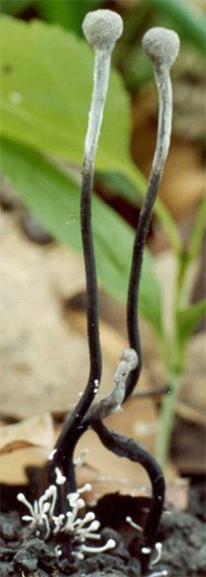 Amanita ceciliae (muchomor złotawy)