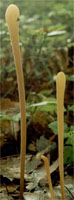 Macrotyphula fistulosa var. fistulosa (buławka rurkowata odmiana typowa)