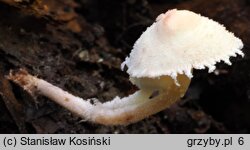 Cystolepiota seminuda (czubniczka łysawa)
