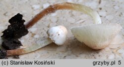 Cystolepiota seminuda (czubniczka łysawa)