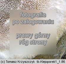 Vitreoporus dichrous (klejoporek dwubarwny)