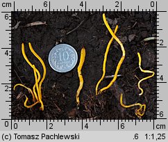 Clavulinopsis helvola (goździeniowiec miodowy)