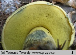 Dictyopus junquilleus (krasnoborowik żonkilowy)