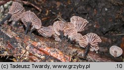 Gymnopus foetidus (twardziaczek cuchnący)