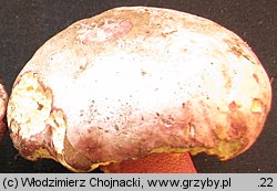 Rubroboletus rhodoxanthus (krwistoborowik purpurowy)