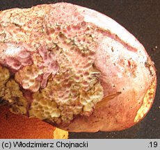 Rubroboletus rhodoxanthus (krwistoborowik purpurowy)