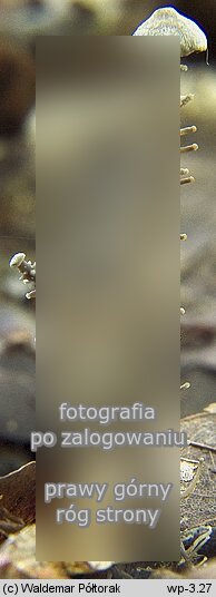 Dendrocollybia racemosa (pieniążek rozgałęzionotrzonowy)