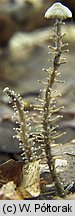 Dendrocollybia racemosa (pieniÄ…Å¼ek rozgaÅ‚Ä™zionotrzonowy)