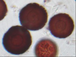 Elaphomyces muricatus (jeleniak nastroszony)