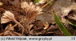 Thelephora penicillata (chropiatka pÄ™dzelkowata)