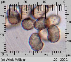 Thelephora penicillata (chropiatka pędzelkowata)