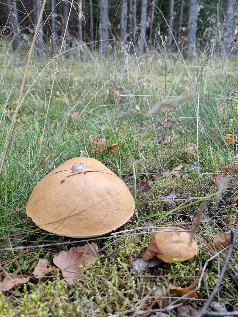 fotografia z grzybobrania