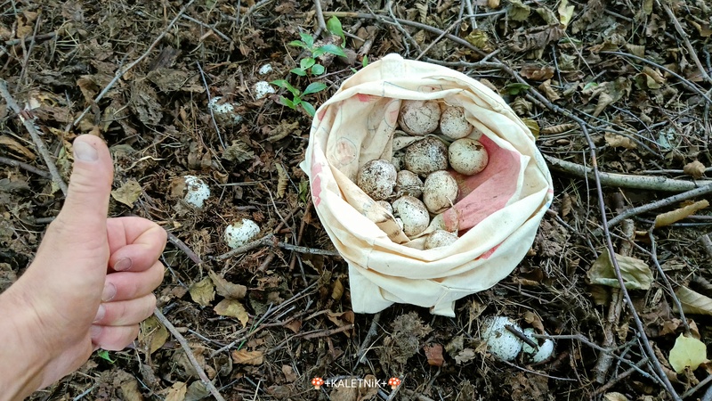 fotografia z grzybobrania