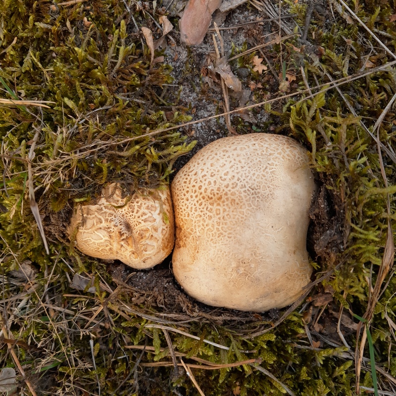 fotografia z grzybobrania