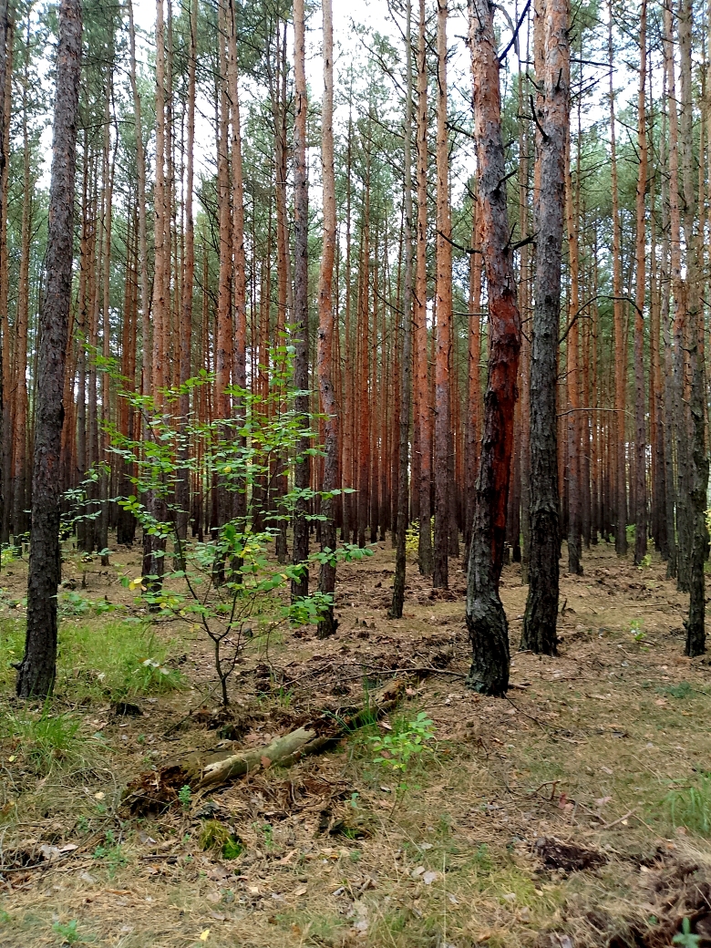 fotografia z grzybobrania