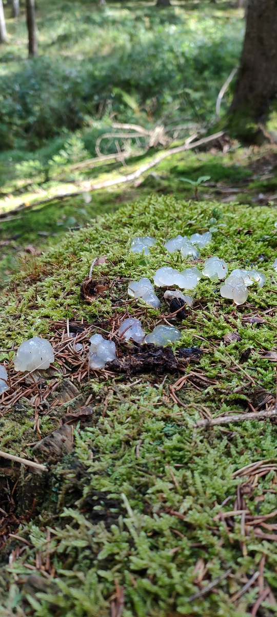 fotografia z grzybobrania