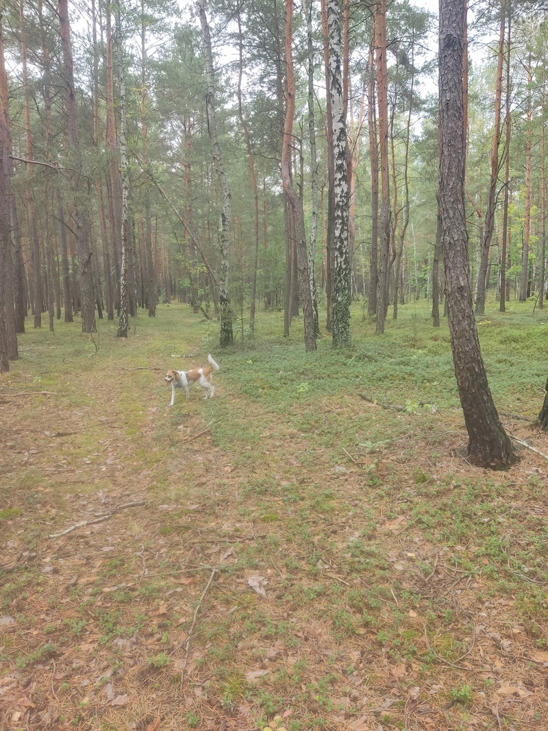 fotografia z grzybobrania