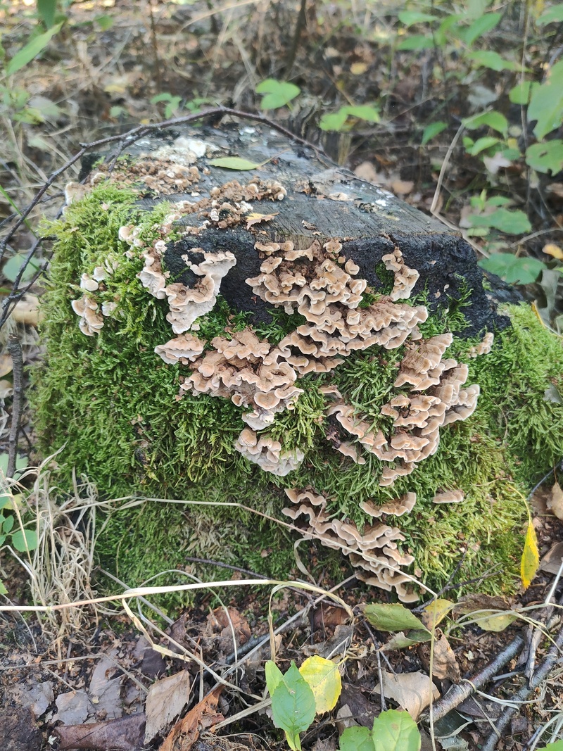 fotografia z grzybobrania