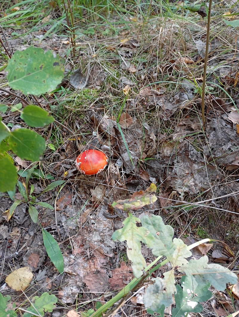 fotografia z grzybobrania