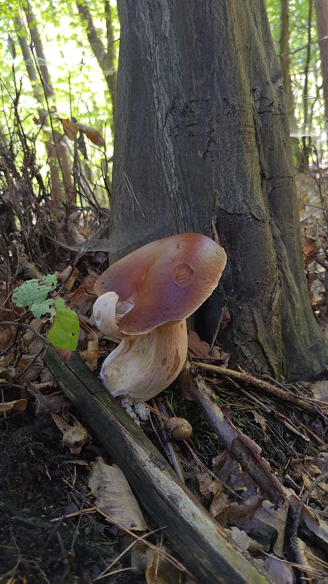 fotografia z grzybobrania