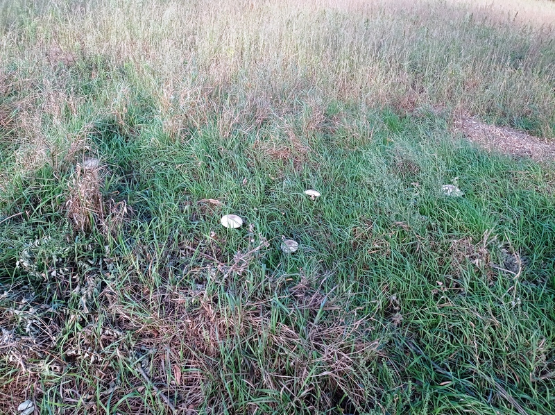 fotografia z grzybobrania