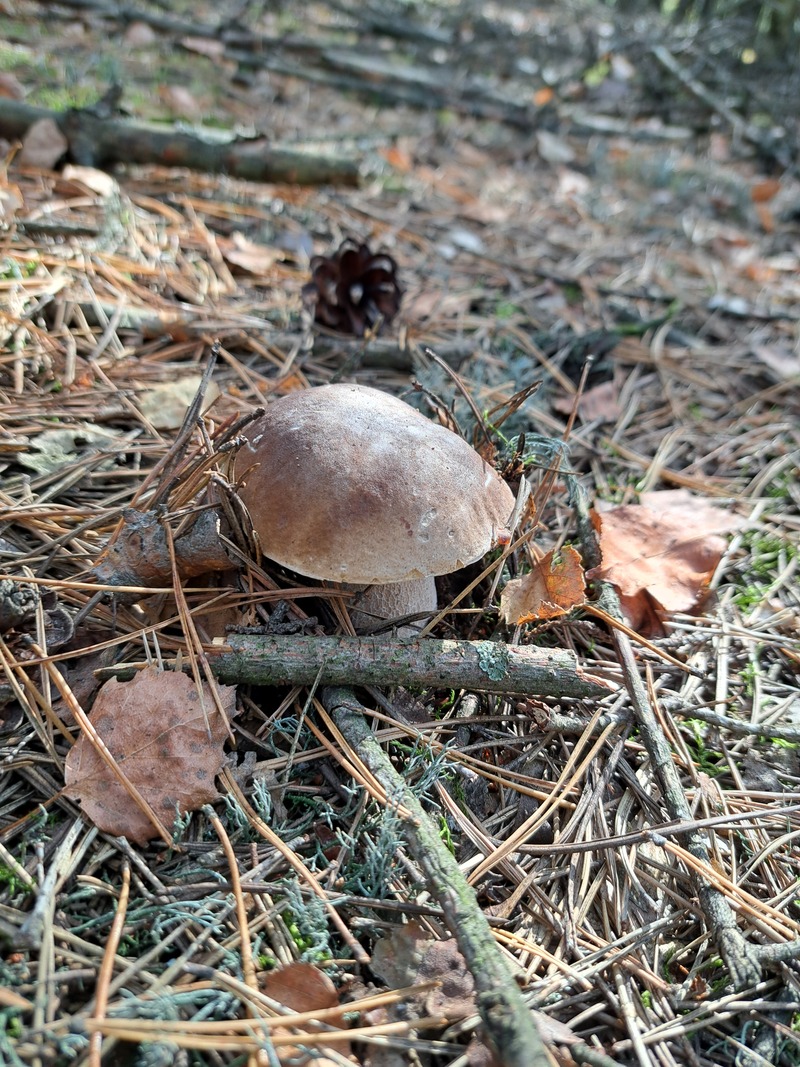 fotografia z grzybobrania