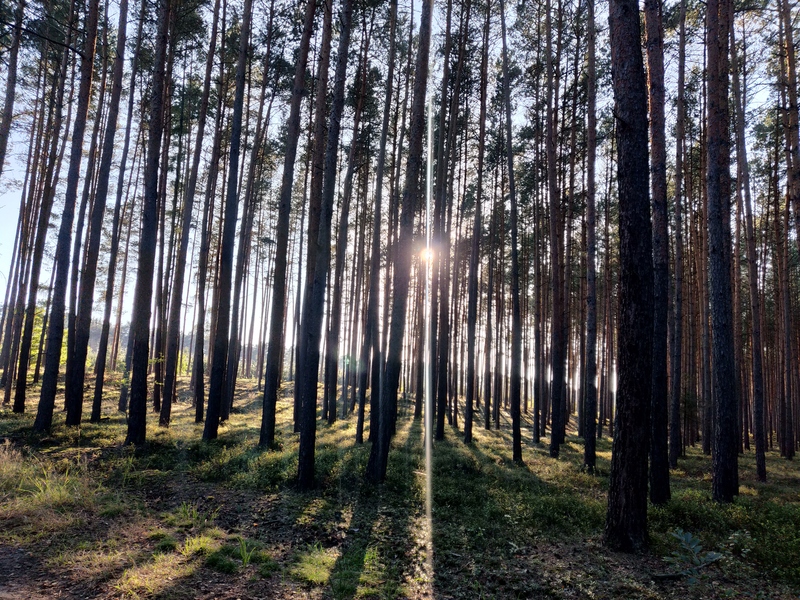 fotografia z grzybobrania