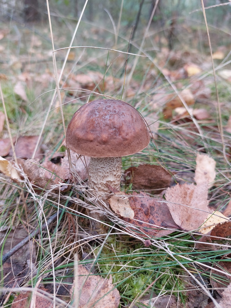 fotografia z grzybobrania