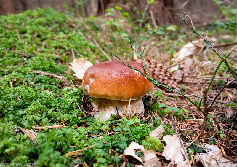 fotografia z grzybobrania