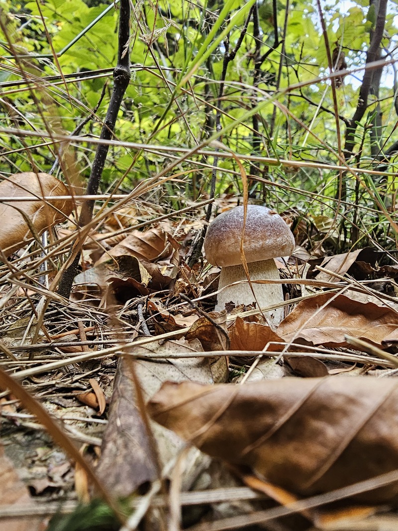 fotografia z grzybobrania